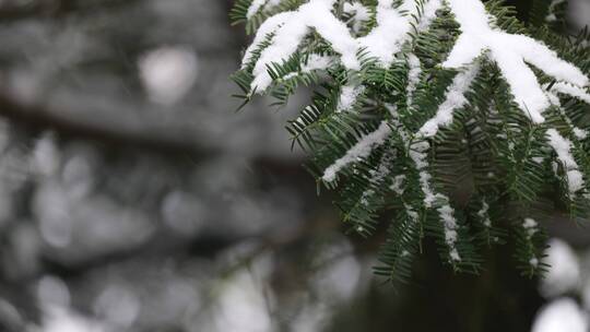 杭州西湖雪景苏堤