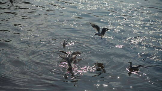 水面上的候鸟海鸥飞舞慢镜头