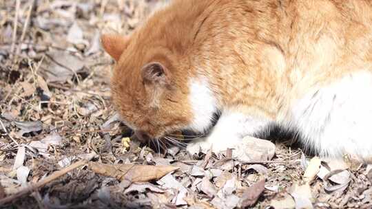 猫咪 小猫 猫 橘猫 动物