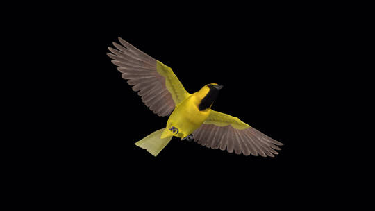 热带黄鹂鸟从头顶飞过3D动画