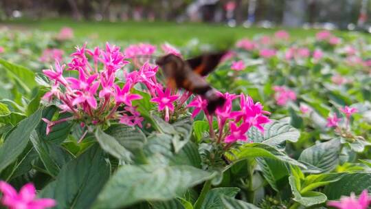粉红花丛蜂蛾蜂鸟在觅食慢动作慢镜头02
