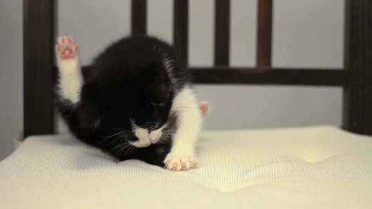 玩耍可爱的小猫咪