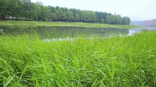 户外自然风景花花草草高清实拍视频素材模板下载