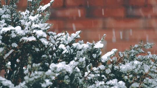 松树雪松白雪皑皑冬日冬天雪青松下雪风景