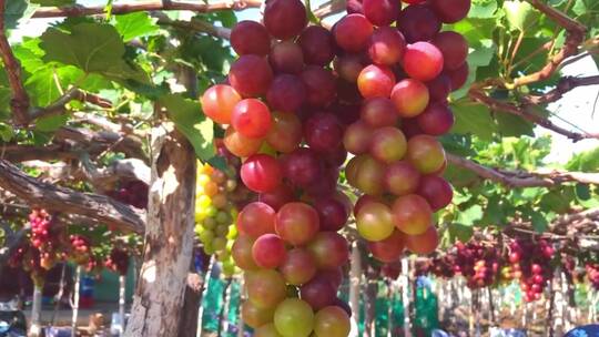 一排排种着红葡萄的葡萄园视频素材模板下载