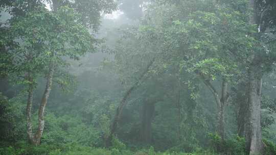 雾，薄雾，雨林，风景