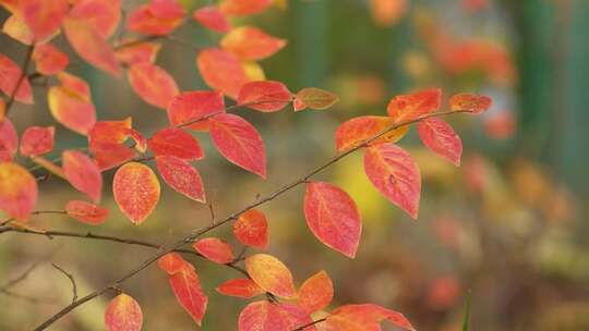 秋天树叶变红