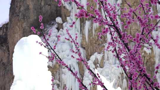 冰瀑景观旁盛开的粉色花朵