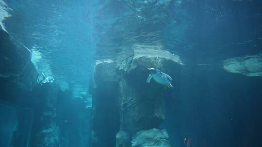 企鹅潜水下水游动慢动作视频素材模板下载