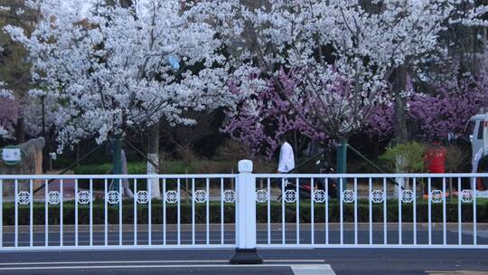 道路护栏对面的樱花树