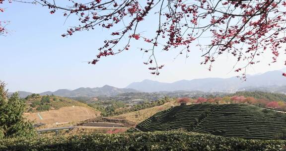 福建漳平龙岩永福樱花茶园