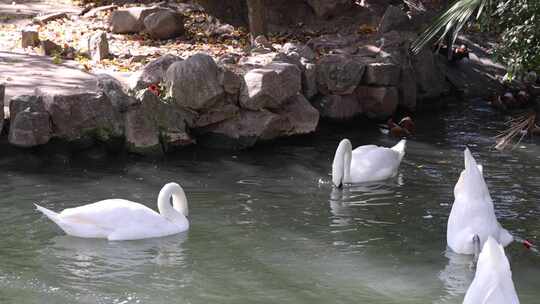 动物园 白天鹅戏水
