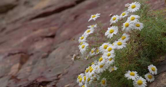 悬崖绝壁上盛开的太行菊【套组素材】04