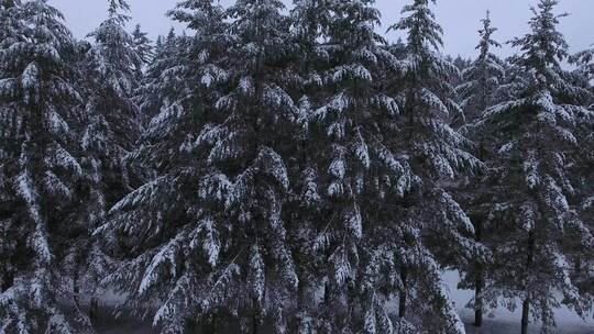 森林空中白雪覆盖的树木