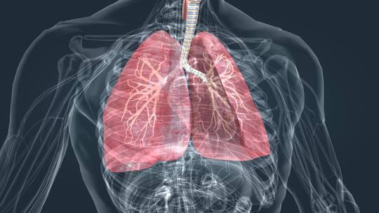 深呼吸肺呼吸系统支气管炎医学特效三维动画