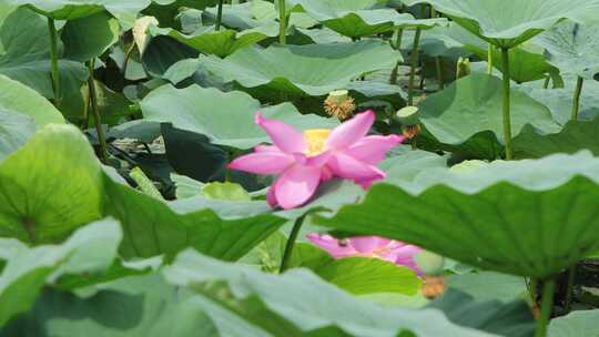 山东省荣成市大疃镇荷花苑夏季风光