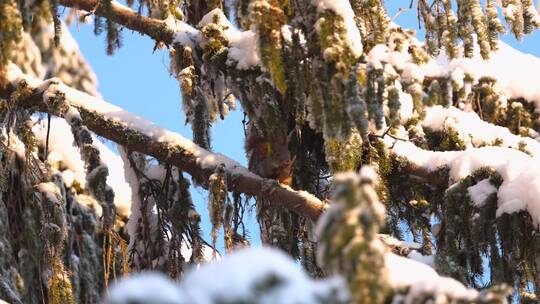 松鼠冬季大雪松树上摘松果觅食过冬