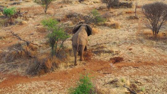 航拍草原上独自行走的大象