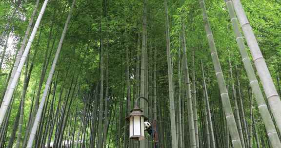 阳光竹林意境 天然氧吧 常熟虞山