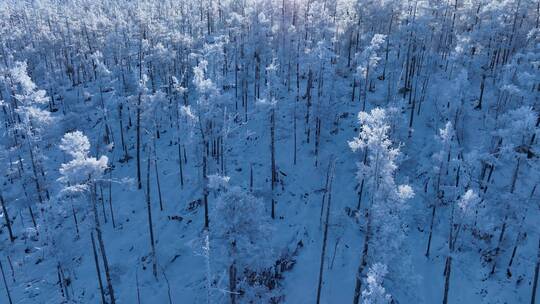 航拍林海雪原银色松林