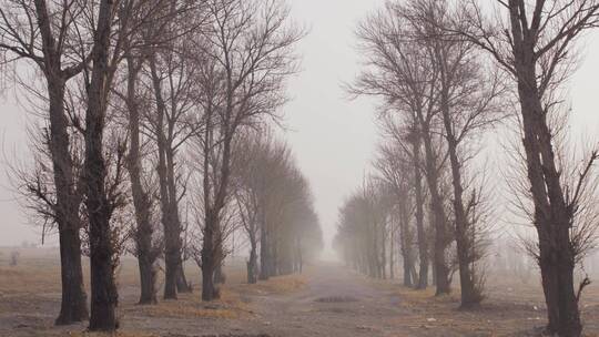 【空镜】4K自然冬季北方农村道路薄雾枯树