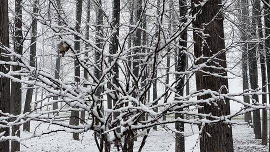 树枝上的白雪视频