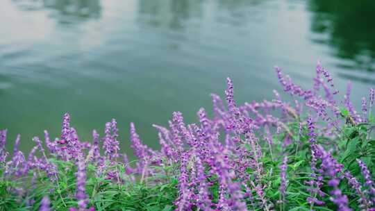 湖泊鲜花