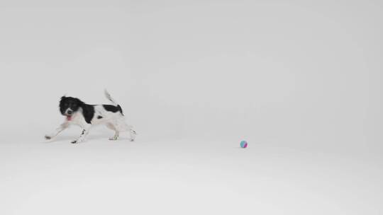 小狗玩球视频素材模板下载