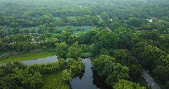 杭州西溪湿地公园夏天风光航拍