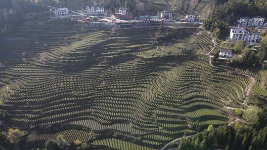 茶叶茶绿茶采茶茶山春茶茶园4K实拍