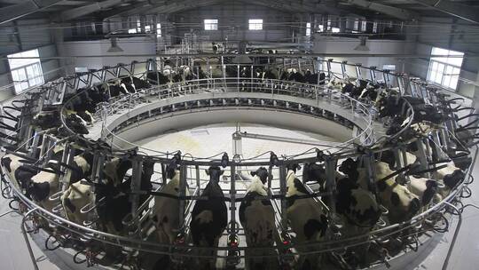 现代化养殖场挤奶工厂视频素材模板下载