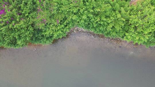 河岸江边湖边岸边生态绿色植被湿地公园水面