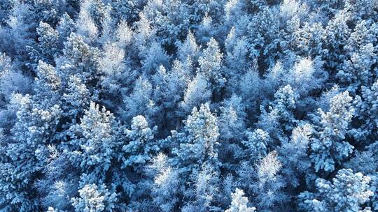 北方冬季雪景雪花飘落雾凇雪松雪林