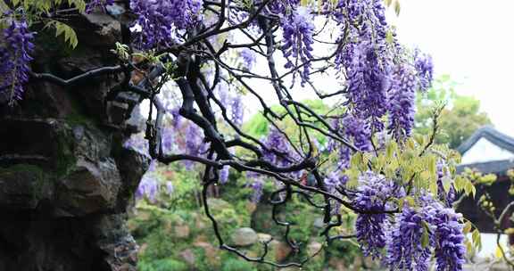 苏州网师园二百五十岁紫藤开花 紫色花海