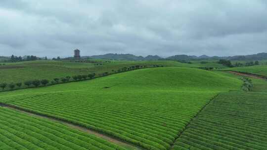 航拍贵州遵义湄潭茶园茶场春季雨后风景