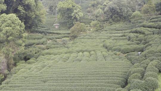 杭州西湖梅家坞茶园茶山