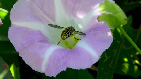在牵牛花上采蜜的蜜蜂