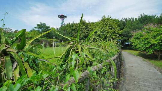 火龙果树种植园