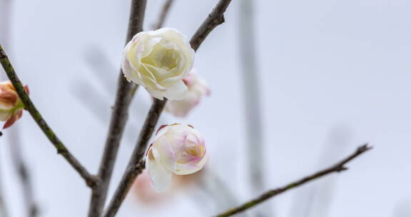 两朵淡雅的梅花绽放特写延时摄影视频