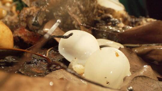 丛林森林菌菇蘑菇滑轨拉推雨水中餐农业火锅