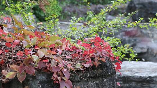 绿植特写景观