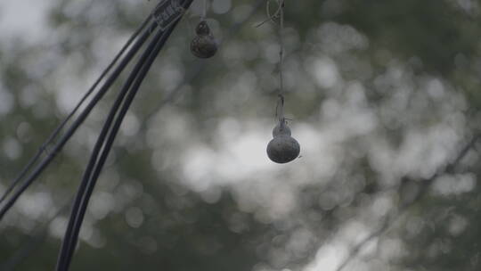 人文意境空镜头