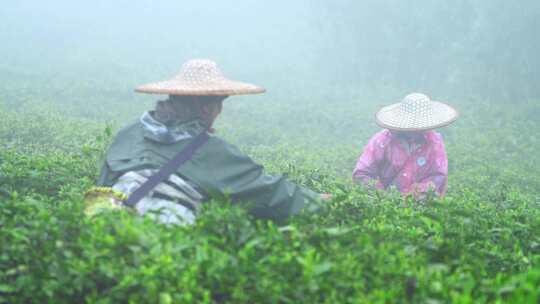 茶农采茶春茶白茶绿茶茶叶毛尖手工茶采茶