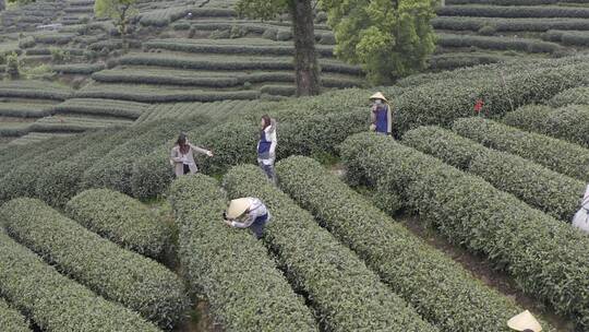 茶茶叶红茶艺采茶泡茶红茶山春茶道茶园农业