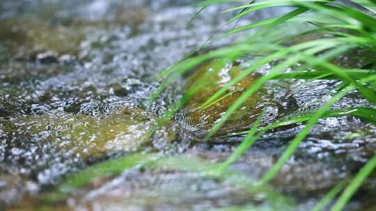 山涧溪河流水绿草茵茵