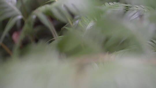 蕨类植物视频素材模板下载