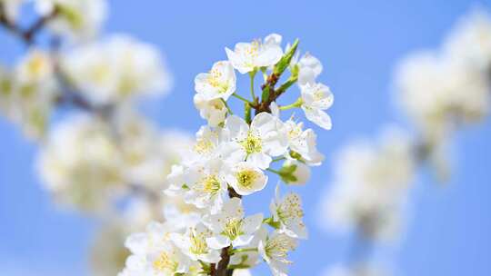 春天阳光下盛开的白色梨花蜜蜂采蜜