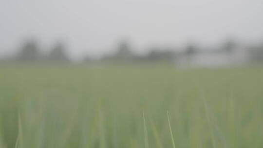 水稻田和水稻