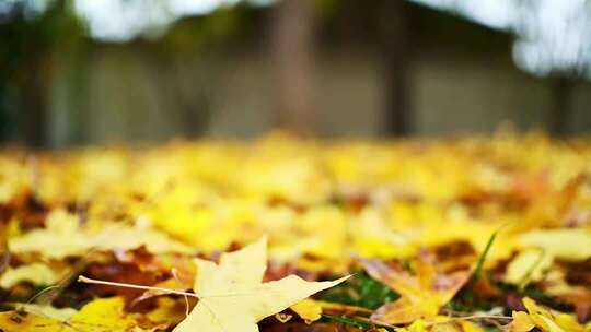 地面上的秋天落叶素材