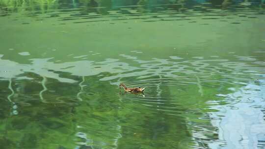 一只小野鸭在湖水中捞食水草